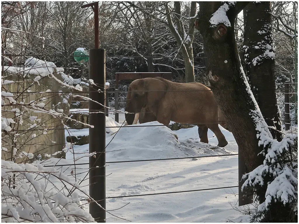 ZOO Dresden, Elefanten im Winter