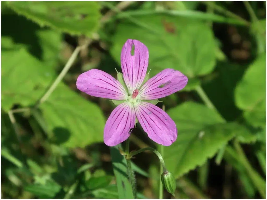 Sumpf-Storchschnabel