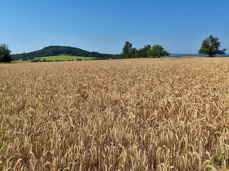 Špičák / Sattelberg