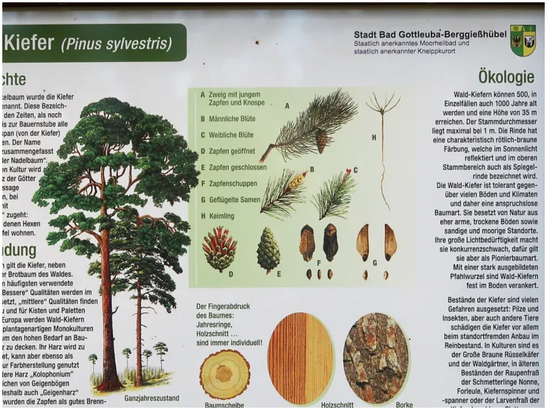 Waldlehrpfad Tannenbusch, Tafel Kiefer (Ausschnitt)