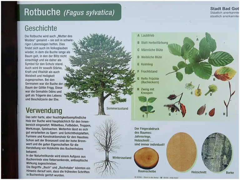 Waldlehrpfad Tannenbusch, Tafel Rotbuche (Ausschnitt)