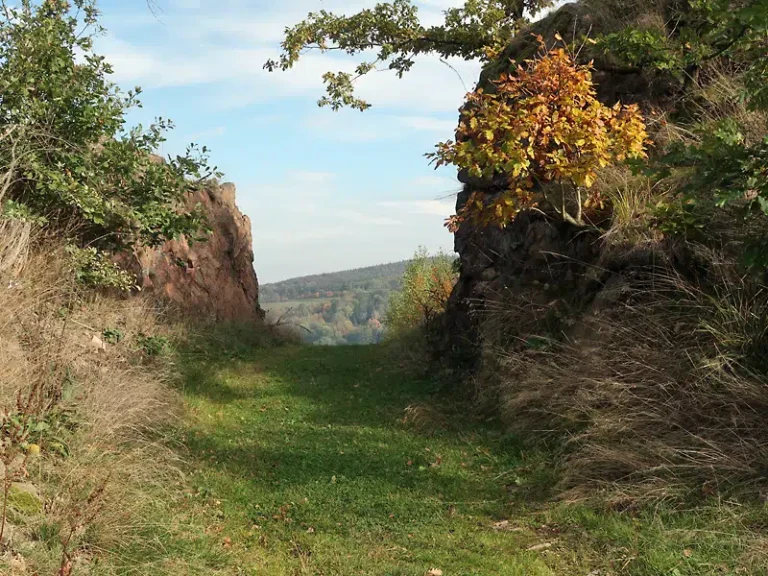 Tannenbusch oberhalb von Bad Gottleuba