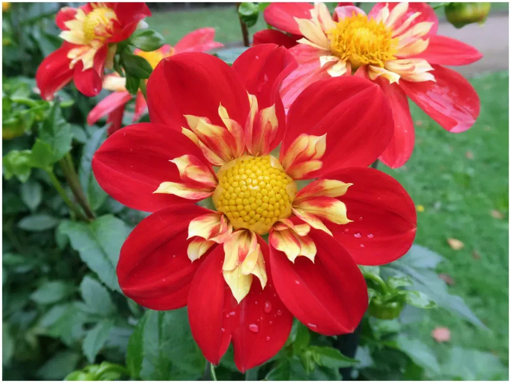 Ann Breckenfelder, Halskrausendahlie