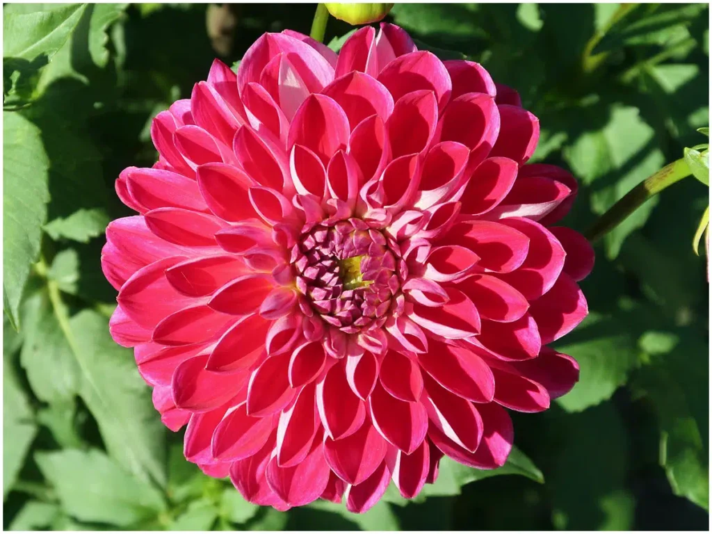 Anne Sophie, Dekorative Dahlie