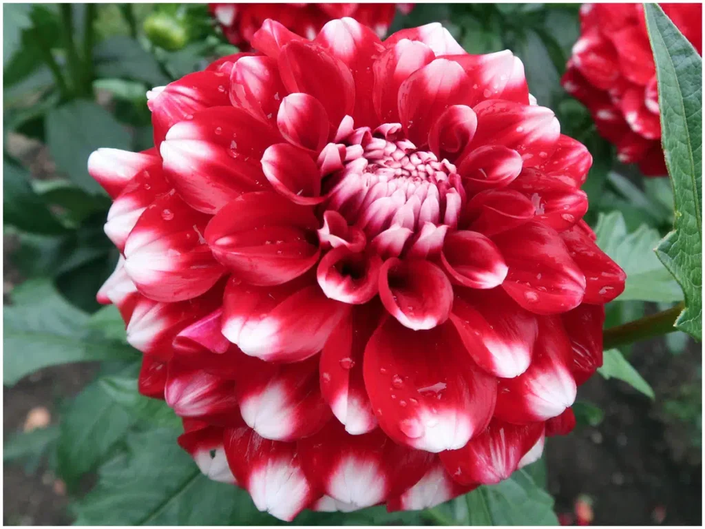 Checkers, Dekorative Dahlie