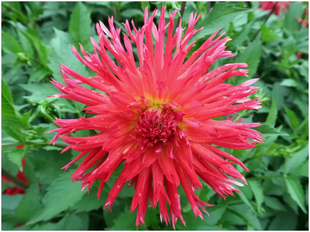 Engelhardts Koralle, Hirschgeweih Dahlie