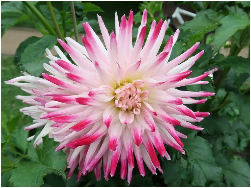 Hayley Jane, Semikaktus-Dahlie