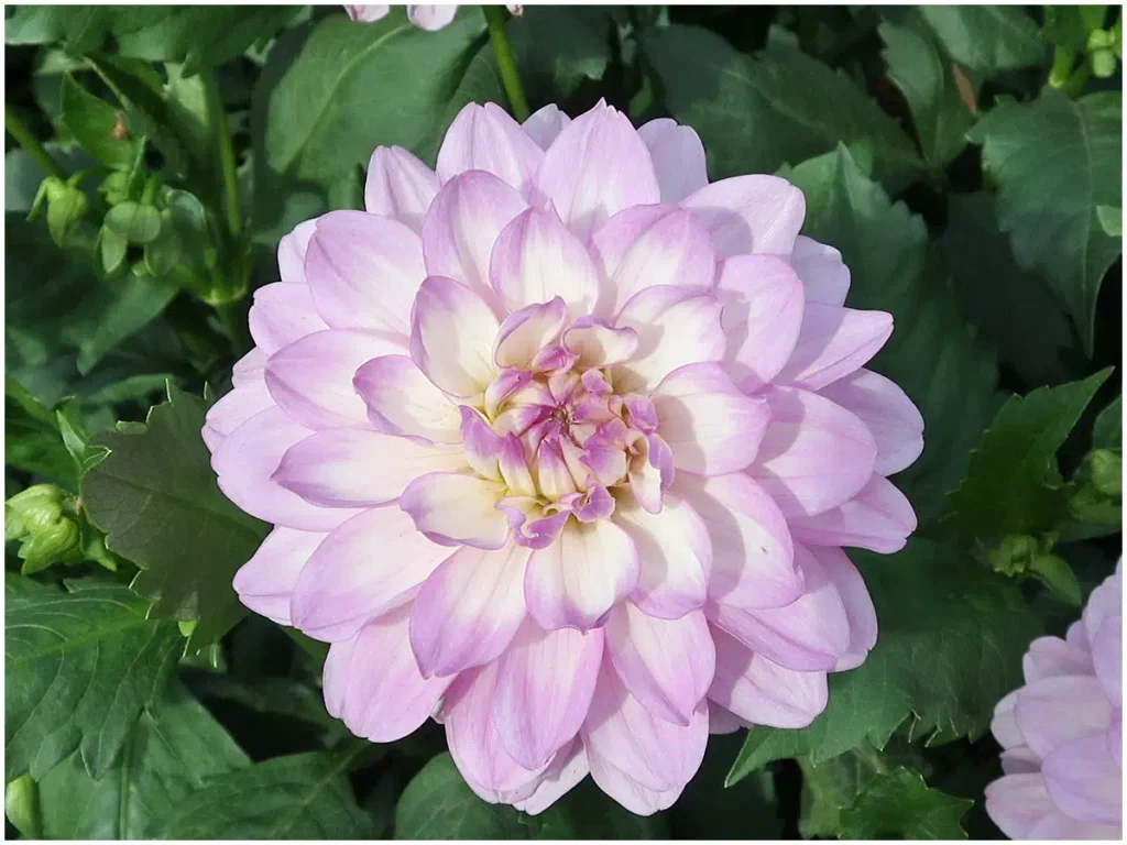 Jaqueline, Dekorative-Dahlie