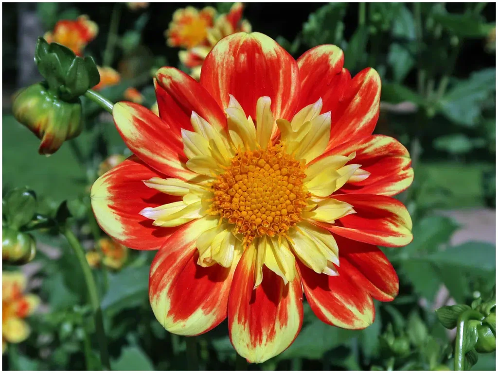 Pooh, Halskrausendahlie