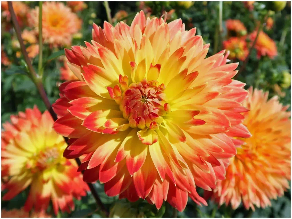 Procyon, Dekorative Dahlie