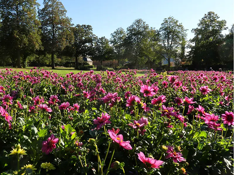 Dahliengarten Großer Garten Dresden