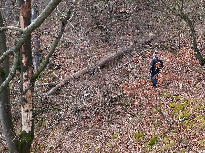 Wanderung Tharandter Wald, unmarkierter Pfad