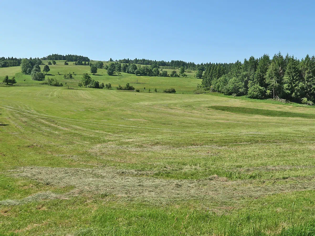 Bergwiesen im Osterzgebirge