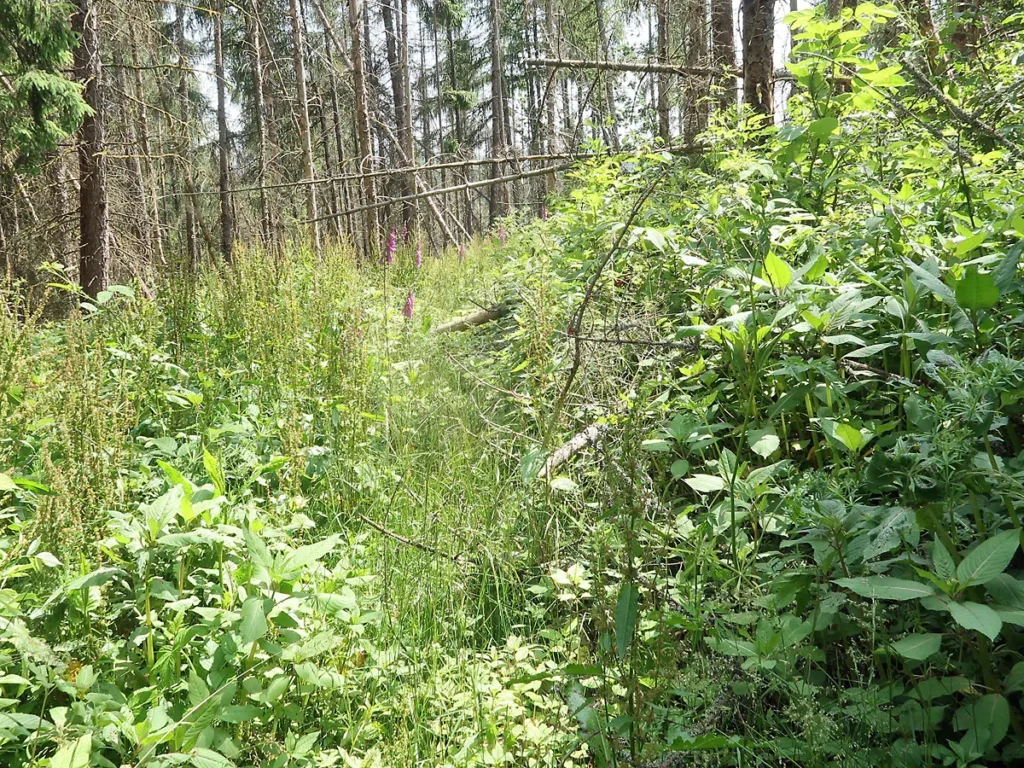 Aufstieg zum Taubenberg