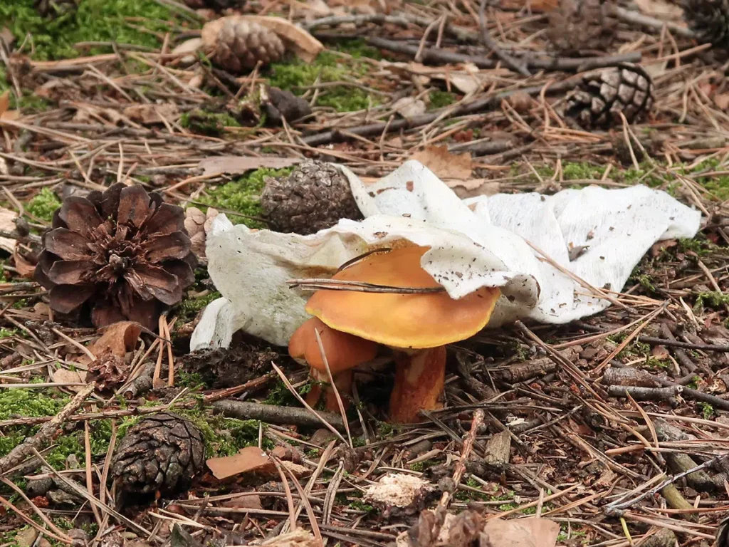 Die Natur kommt immer wieder
